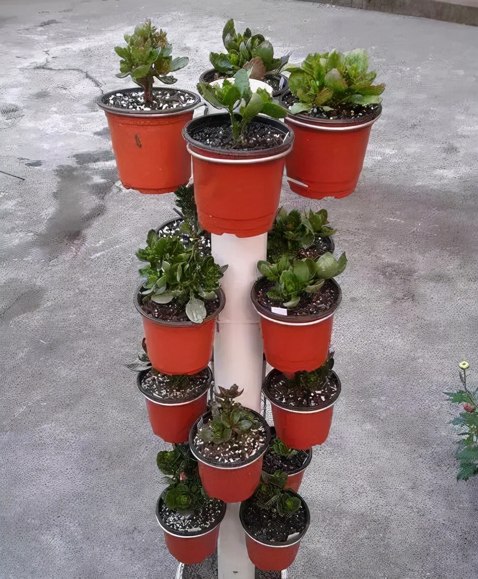 养花怎么才能不费钱,养花新手怎么养花盆好看