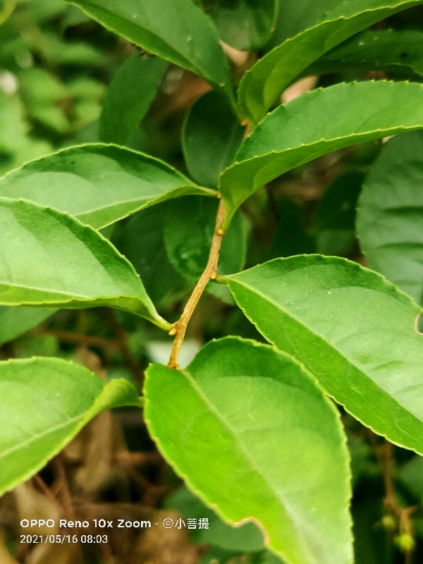 像蟒蛇一样的树,在丛林里看到了一条大蟒蛇