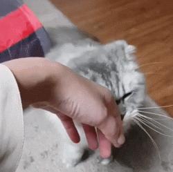 强撸猫灰飞烟灭,让猫咪上头的撸法