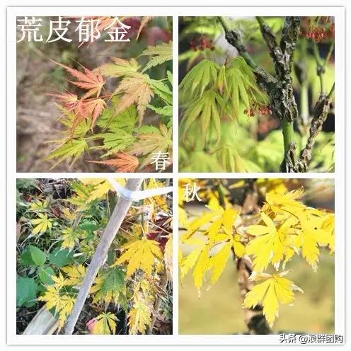 中式庭院藤类植物,枫树和紫藤