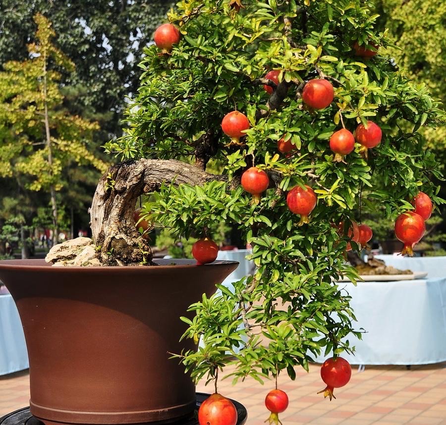 石榴种多久才能开花,盆栽石榴开花结果期怎么施肥