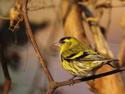 有大三口绝活的黄雀，还有段搞笑的趣史：黄雀的饲养和你想的不同