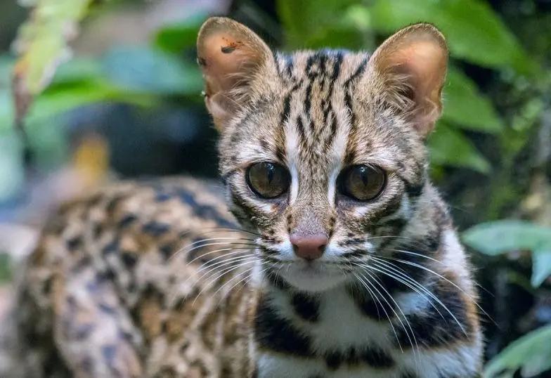 这些“高仿猫”天团，你见过几个？