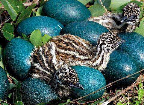 养殖什么稀奇的品种赚钱快又好养,养殖最赚钱的品种