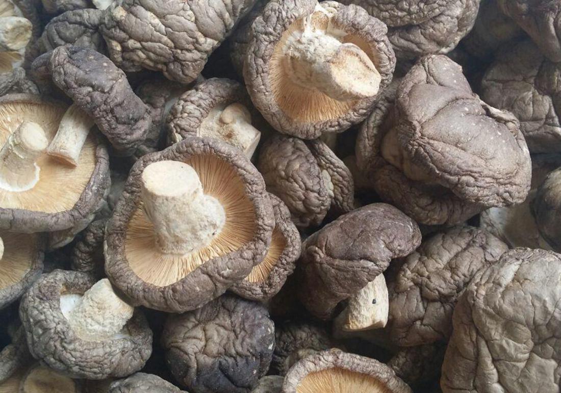 种植香菇怎样能快速发芽,香菇发菌期出现白毛菌怎么办