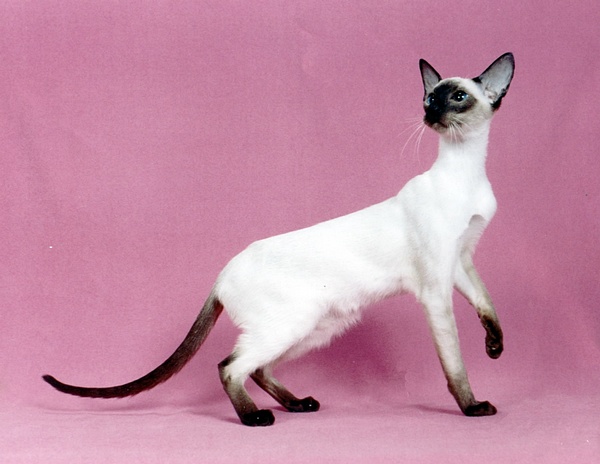 各种猫咪花纹品种,名贵品种猫咪大全