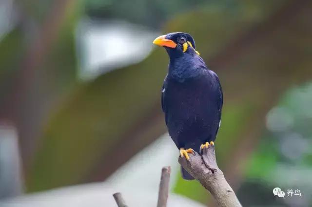 为什么要养鹦鹉,为什么要养八哥