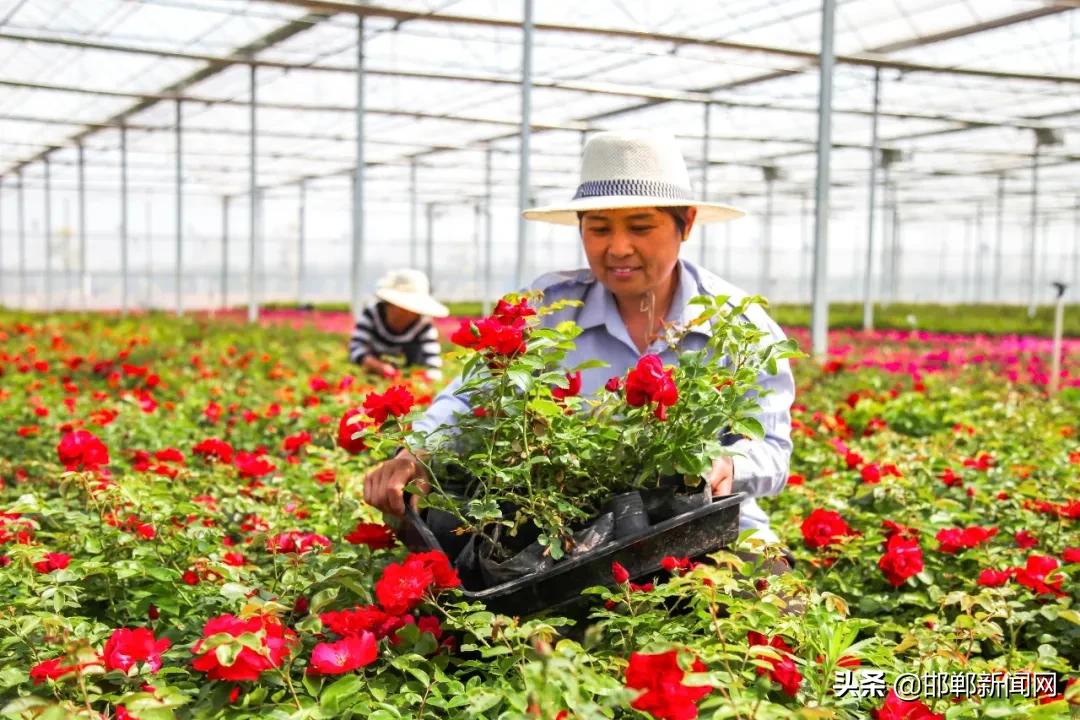 一带两抓三提升！2021年肥乡265个村要这样干