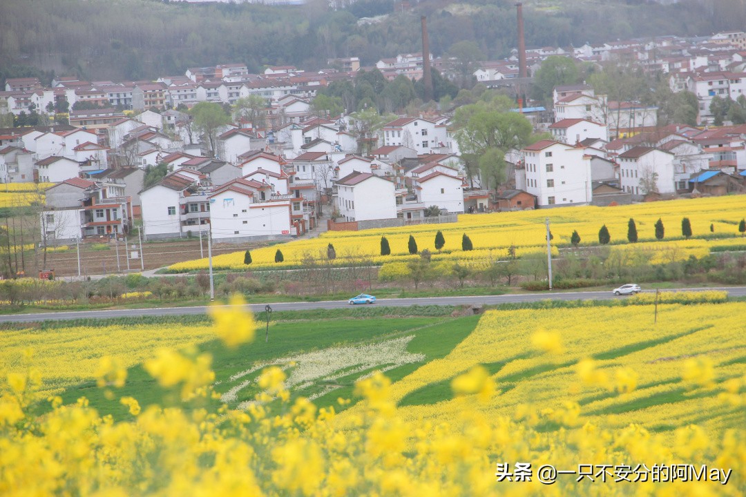 汉中洋县油菜花旅游地点推荐,汉中看油菜花是去洋县还是西乡