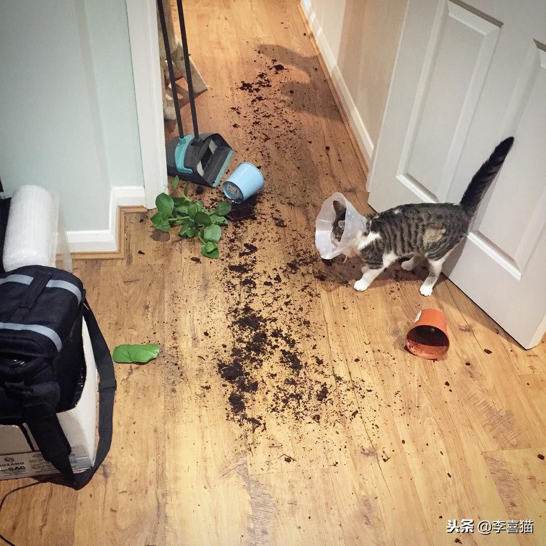 母猫绝育术后护理,公狗金毛绝育手术后期出院护理