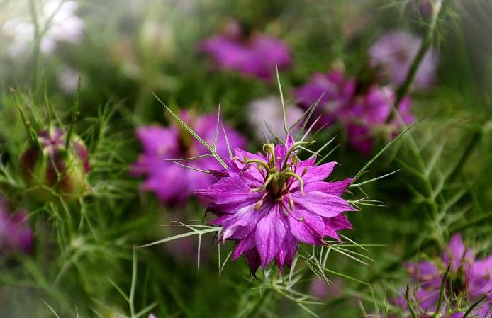 黑种草单瓣,淡蓝黑种草