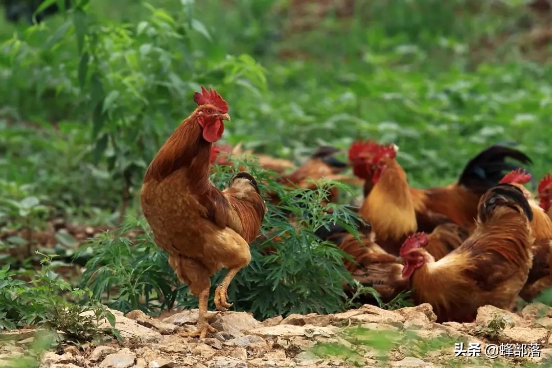 中国肉类价格什么时候下降,各种肉类价格上涨是必然的