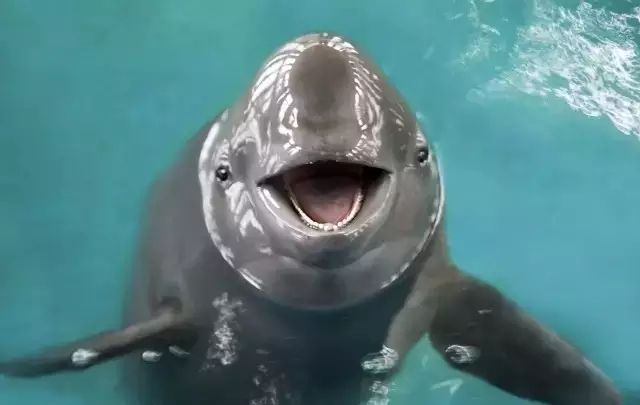 长江珍贵动物,长江唯一哺乳动物