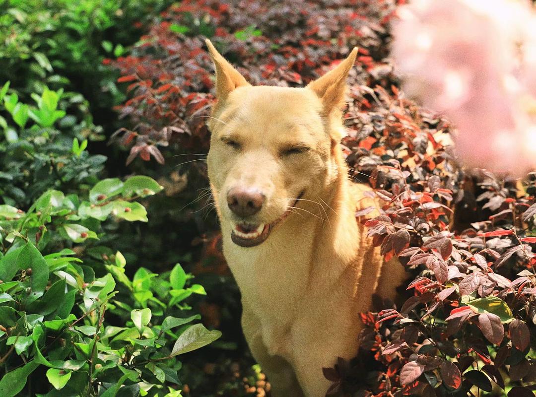 狗界“霸气”的几种狗，家里养一只，小偷不进门