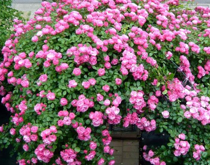 6种超有气质且唯美的爬藤花,3种极品爬藤花30天爬满庭院农村