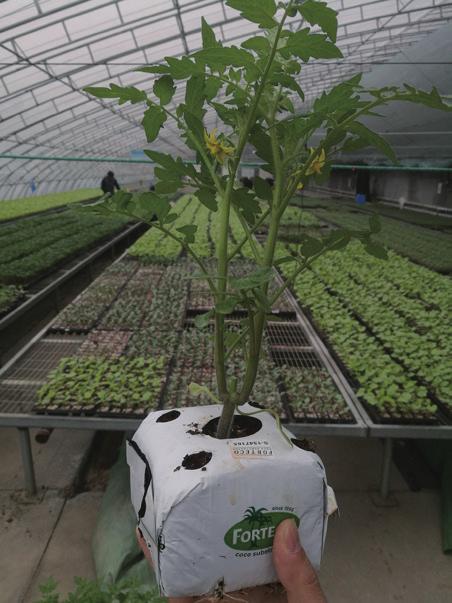 番茄嫁接最新技术,番茄嫁接育苗常用方法