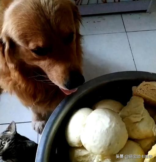 金毛频繁换主人,金毛被救下后开始了报恩