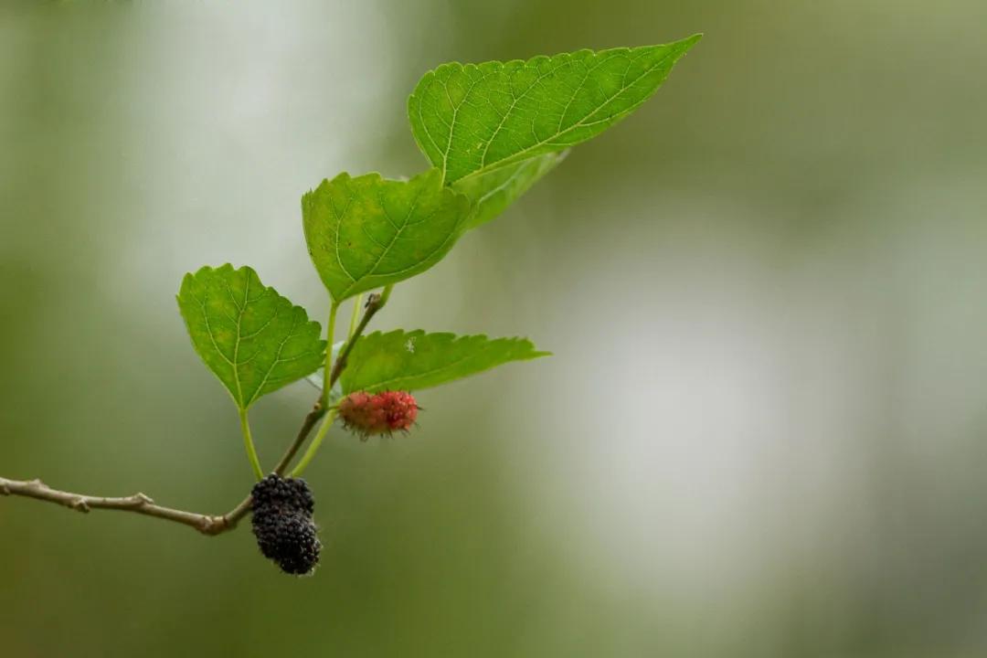 诗经小雅隰桑讲解视频,诗经里的中药材