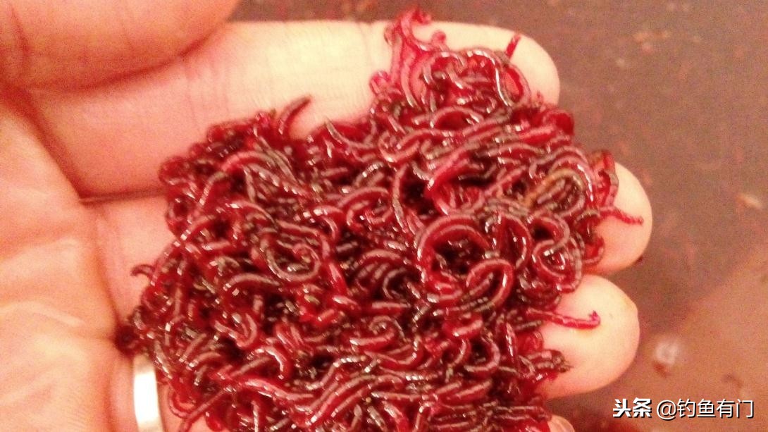 肥水塘冬天用蚯蚓还是红虫好,冬天钓鲫鱼是红虫好还是蚯蚓好