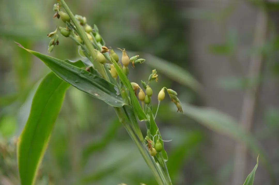 冬天常见中药植物图片及功效,花期长的草本植物图片