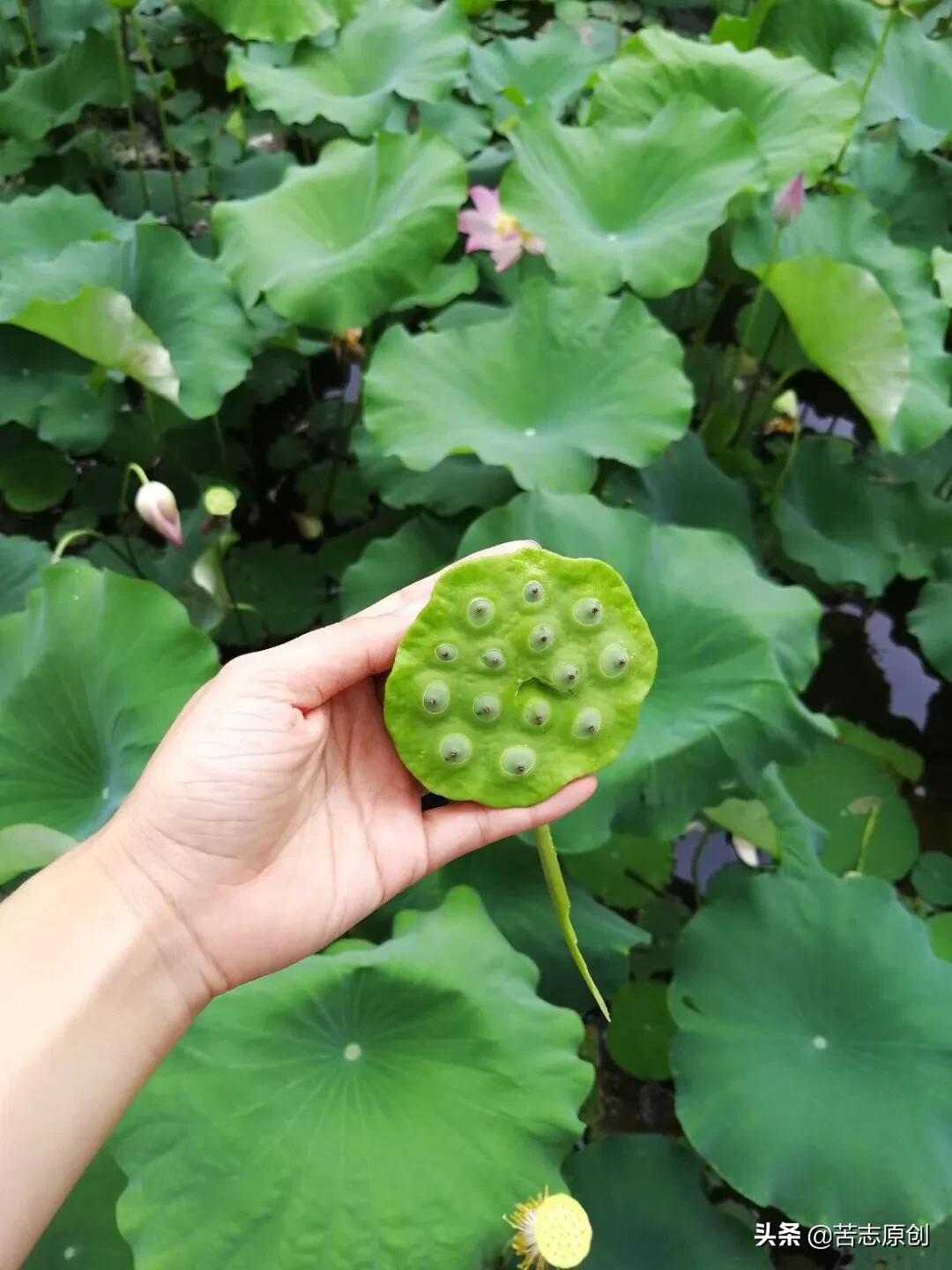 如果没人鼓掌记得给自己点掌声,如果没人给你喝彩记得给自己掌声