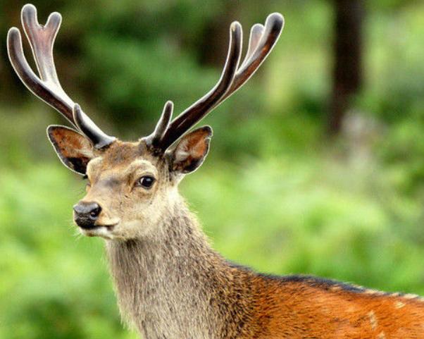 黑龙江发现二级保护动物,黑龙江保护动物有哪些