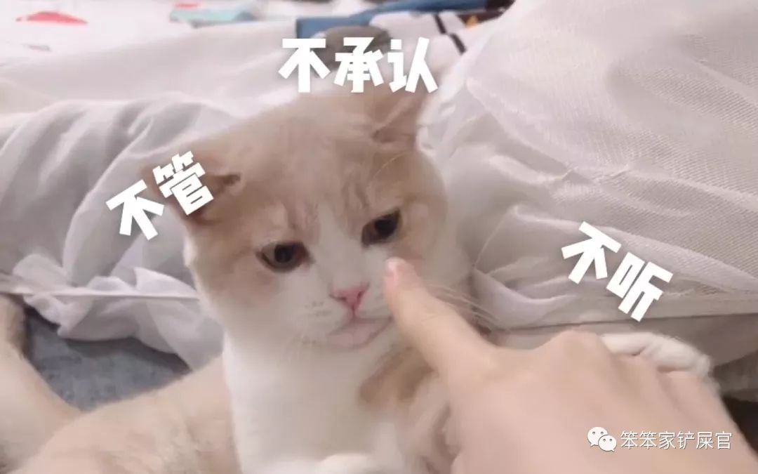 猫咪乱拉尿,打一顿解决不了问题:找出乱拉尿原因才是关键