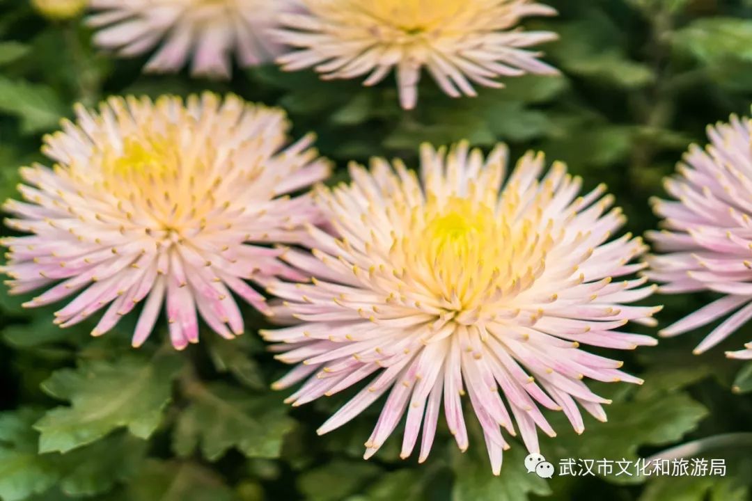 花点时间游荆门,花点时间武汉天地店