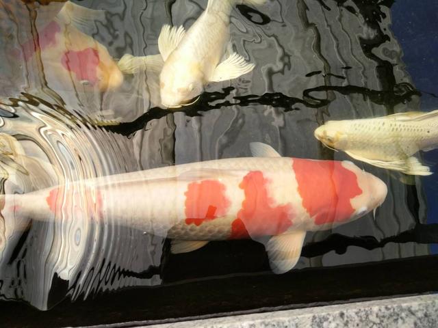 饲养观赏鱼需要哪些滤材,饲养观赏鱼时水族箱有哪些要求