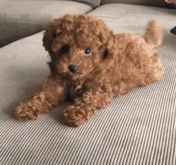 为什么泰迪尾巴老是向下弯,为什么泰迪屁股有个骨头