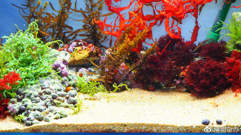 迷你小鱼缸底滤缸制作教程,小鱼缸雨林缸制作全过程