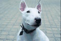 颜王像牛头梗,极限挑战颜王撞脸牛头梗哪一集