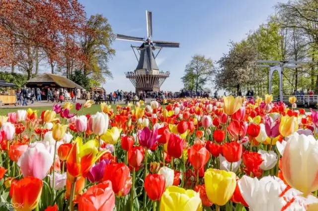 荷兰花海最值得一去的是哪里,荷兰最大花卉公园