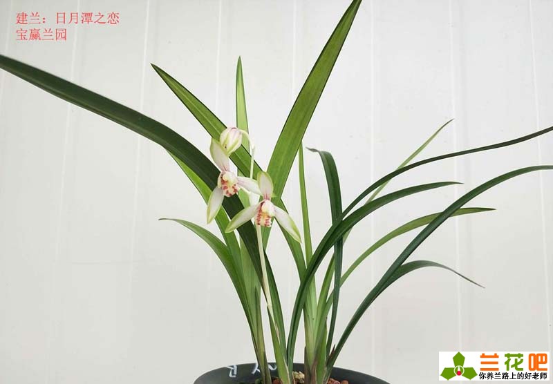 夏季兰花怎么养才能养好,夏季养兰3大浇水禁忌需牢记