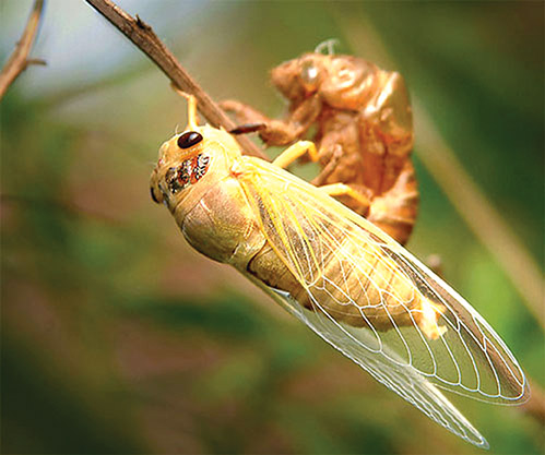 动物世界中最小的昆虫,动物世界最奇特的鸟