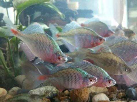 水清鱼少怎么钓鲢鳙,水清不开口怎么钓鱼