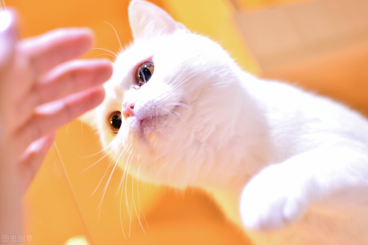 想让猫咪拥有温馨的家,想让猫咪粘人