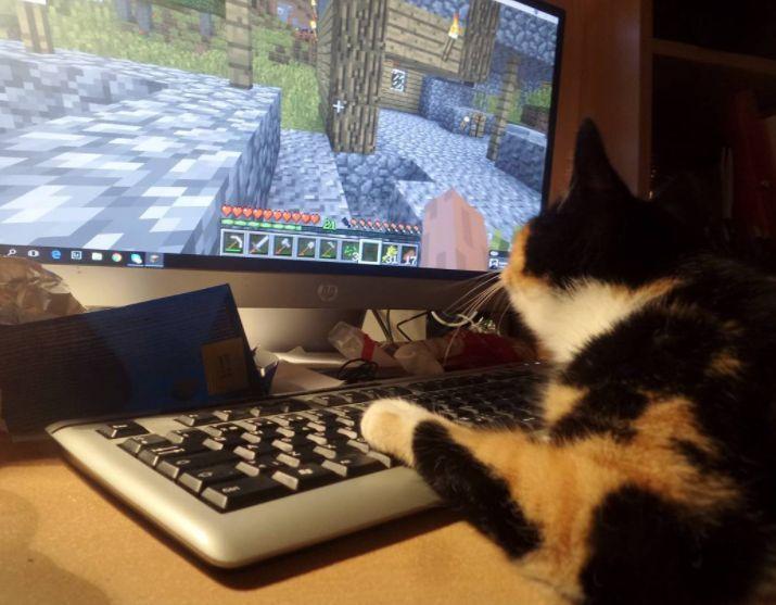 我的世界mc玩家们在池塘里养青蛙,我的世界养宠物模组推荐