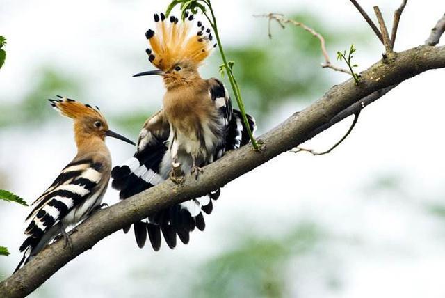 蓝胸佛法僧高清图片,蓝胸佛法僧