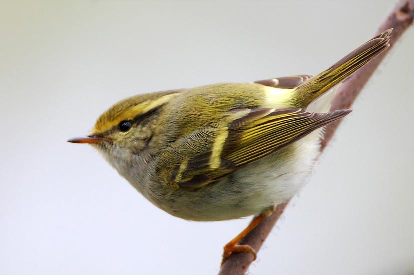 广东常见鸟类图谱和名称图文,东江揽胜鸟类