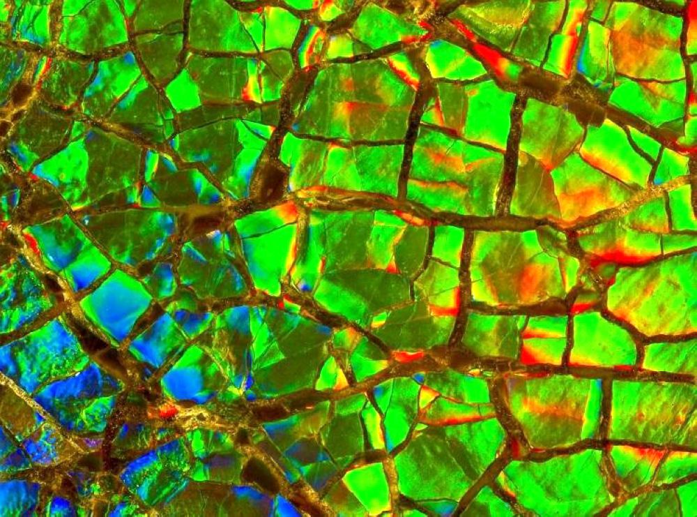 四年级我的奇思妙想习作,四年级小学奇思妙想习作