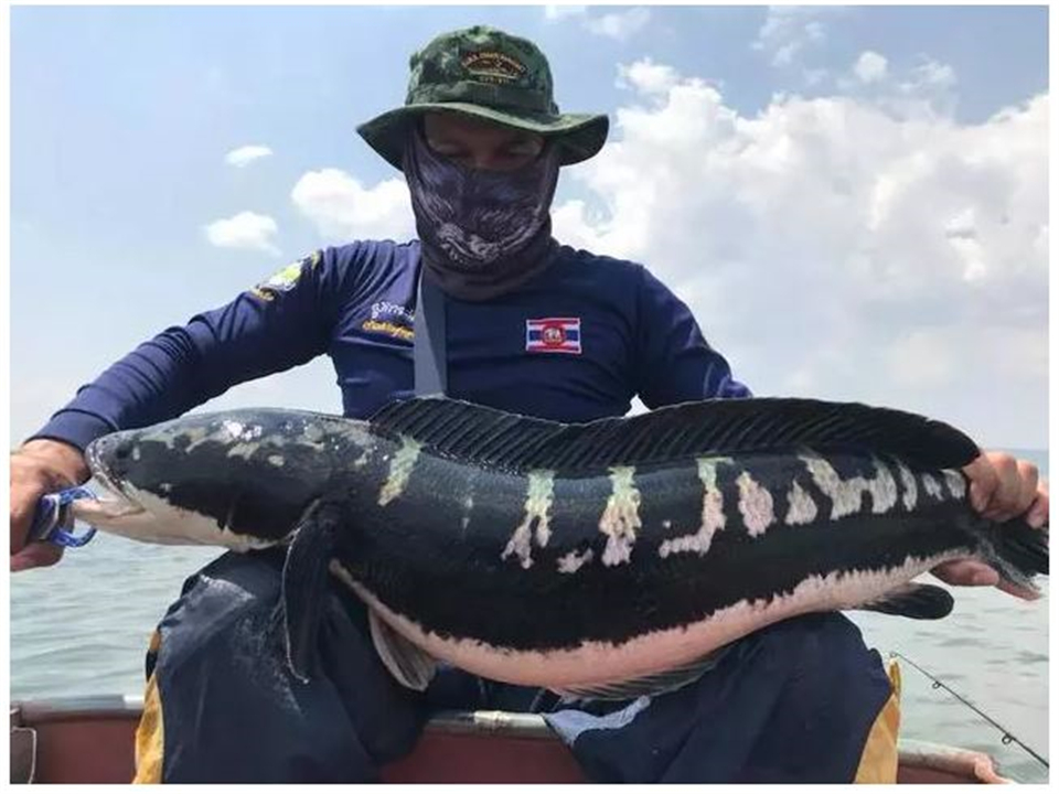 “蛇头鱼”在美国泛滥成灾，花费8亿美元治理，甚至不惜抽干湖水