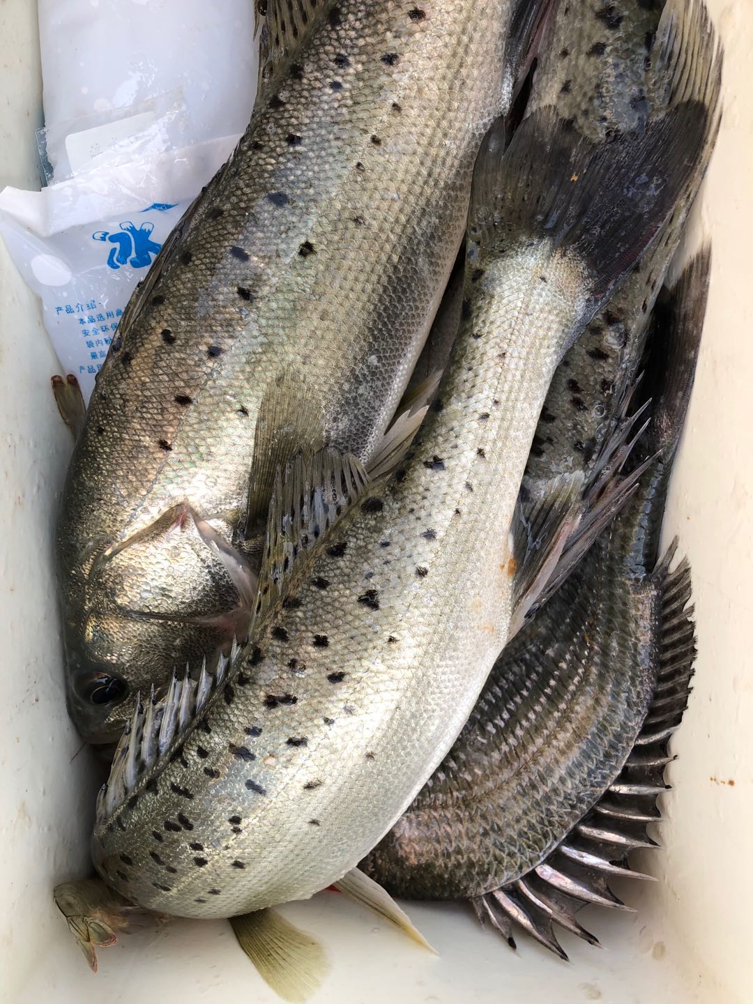 海钓的收获和感觉,海钓的动力有多大