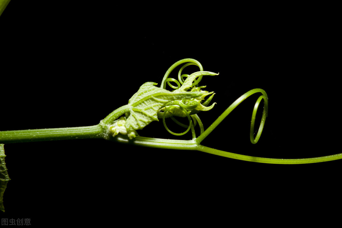 为什么同样的种子不一样,一样种子为什么不发芽