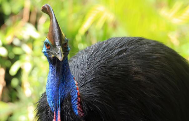 看似危险的动物,看似弱小却十分强大的动物