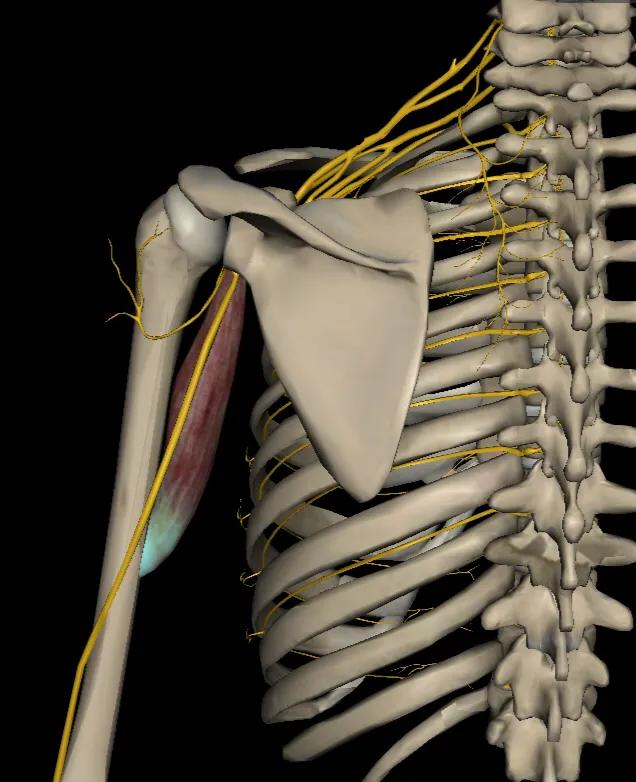 喙肱肌与肱二头肌交接点,肱二头肌与喙肱肌相同功能