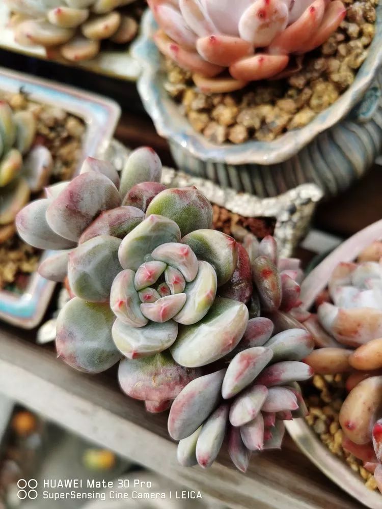 冬日如何更好地养多肉,冬天可以户外养护的多肉