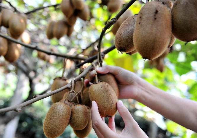 果农卖果的难点,现在有果农卖果难吗