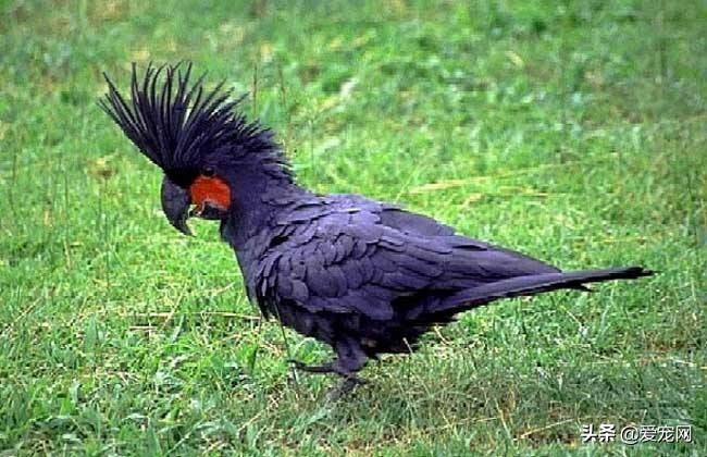 最贵的动物是什么动物,世界上最贵的十种白化动物