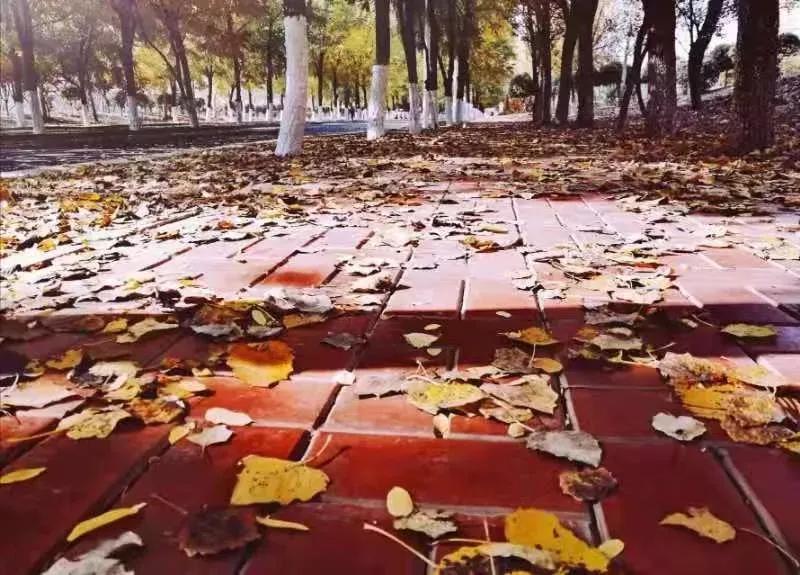 辽宁中医药大学杏林学院规模,辽宁中医学院杏林学院的排名